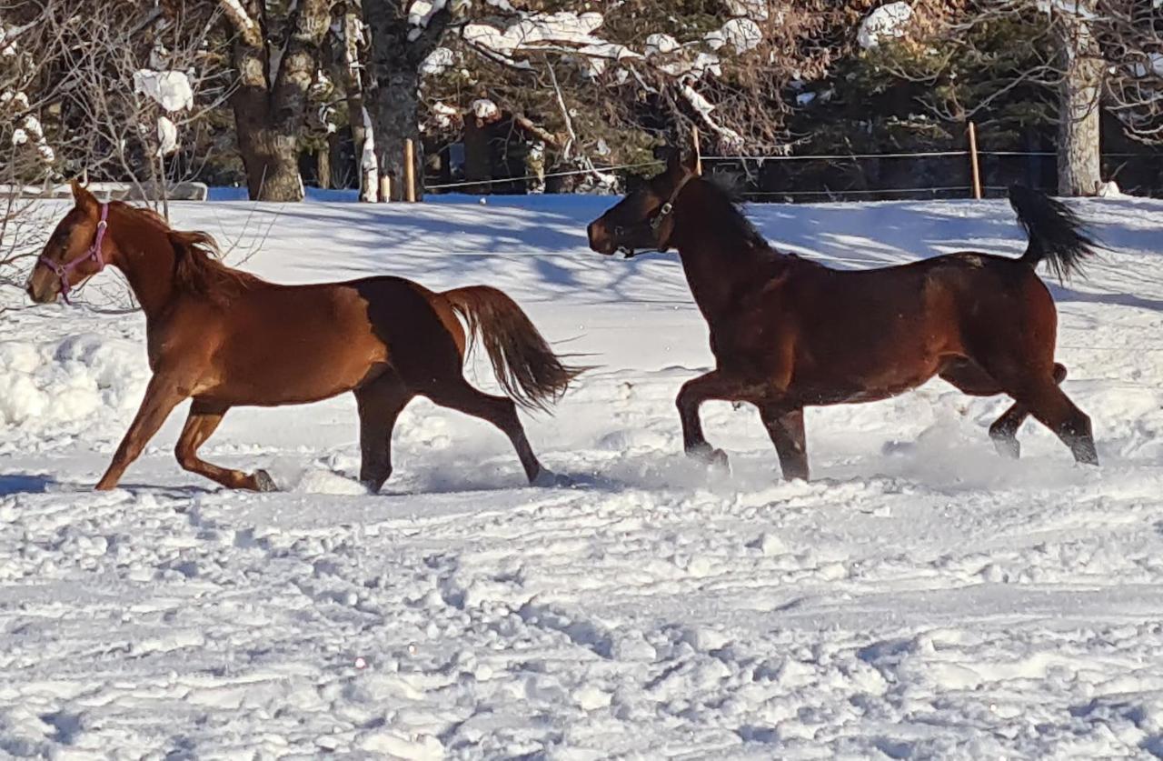 Haras De Seranon Villa Exteriör bild